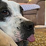 dog, close_up, tongue_out, indoor, living_room, carpet, couch, lamp, relaxed, pet, animal, brown, white, black, snout, paw, fur, cute, cozy, home
