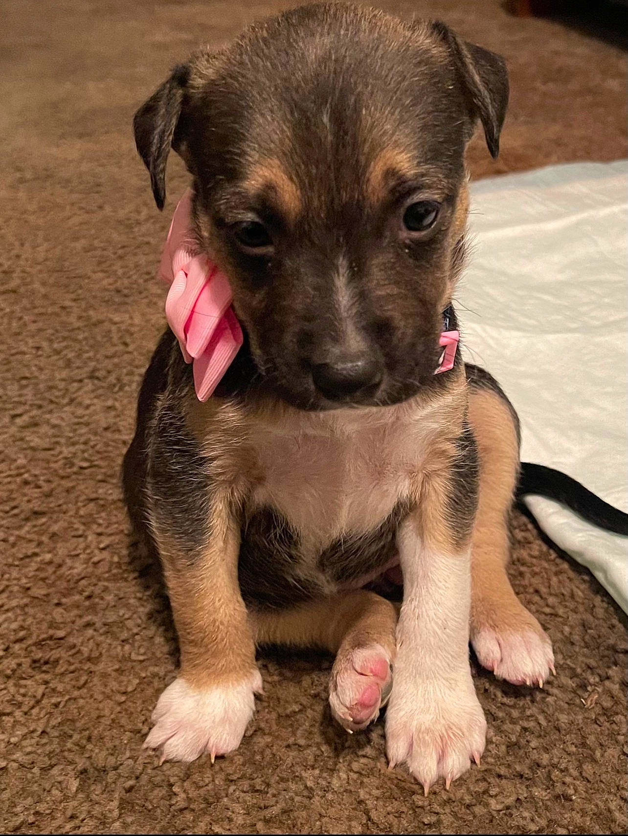 Bella joined the competition — help win amazing prizes! canidae, carlin_pinscher, carnivore, companion_dog, dog, dog_breed, fawn, fur, guard_dog, paw, plant, snout, sporting_group, street_dog, terrestrial_animal, toy_dog, whiskers, working_animal, working_dog