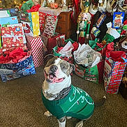 Brody is registered to the contest to win money with this photo: dog, christmas_sweater, holiday, presents, gift_bags, carpet, nutcracker, decorations, smiling, indoor, festive, celebration, seasonal, wrapped_gifts, christmas_tree, ornaments, cheerful, pet, happy, holiday_decor