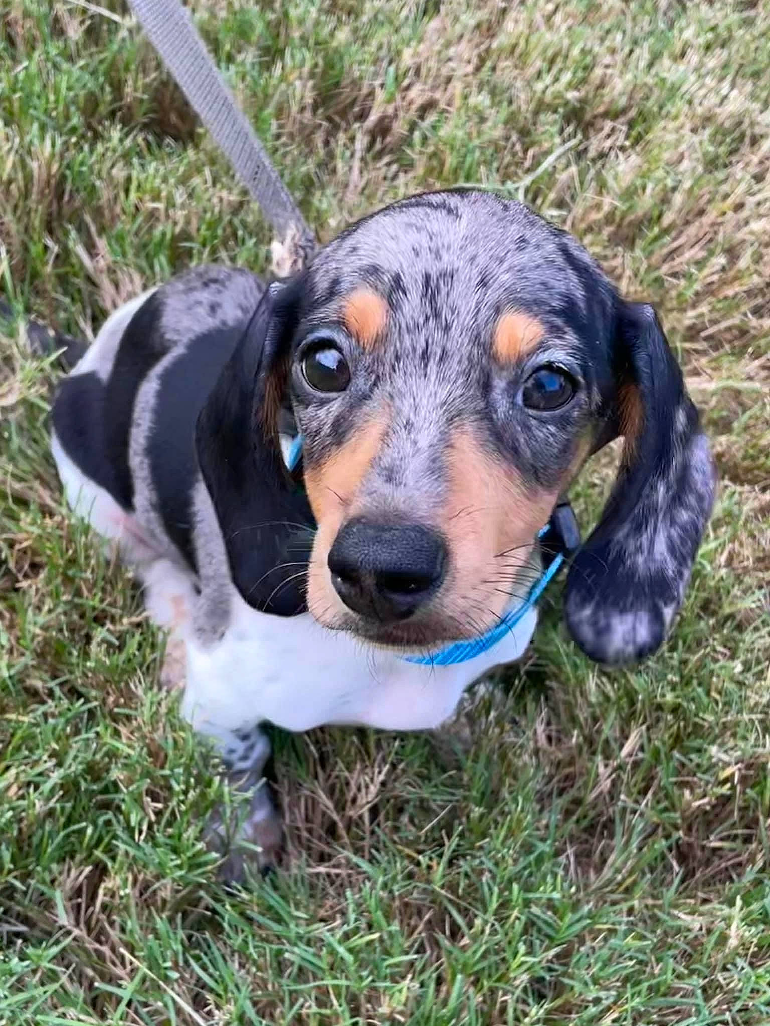 Charlie is registered to the contest to win money with this photo: canidae, carnivore, collar, companion_dog, dog, dog_breed, fur, grass, hunting_dog, mammal, plant, snout, sporting_group, terrestrial_animal, vertebrate, whiskers, working_animal, working_dog