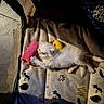 Neko a rejoint le concours — aidez-le/la à gagner de superbes lots ! kitten, white_cat, toy, pink_toy, yellow_toy, cushion, mesh_enclosure, paw, stretching, indoor, pet, animal, playful, small, cute, feline, soft_light, shadow, patterned_fabric, cozy