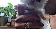 Neko participe au concours pour gagner de l'argent avec cette photo : kitten, cat, animal, pet, fluffy, white, hand, person, bracelet, ring, indoor, window, plant, potted_plant, furniture, couch, shirt, tank_top, close_up, cute