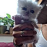 animal, bracelet, cat, close_up, couch, cute, fluffy, furniture, hand, indoor, kitten, person, pet, plant, potted_plant, ring, shirt, tank_top, white, window