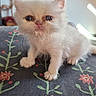 Neko participe au concours pour gagner de l'argent avec cette photo : kitten, white_fur, fluffy, small, cat, pet, cute, animal, indoor, cushion, floral_pattern, curious, young, whiskers, face, paws, sitting, soft, adorable, feline