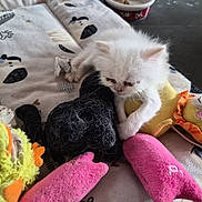 Neko participe au concours pour gagner de l'argent avec cette photo : kitten, white_cat, stuffed_toys, plush, blanket, sleepy, cute, pet, animal, toy, soft, feline, indoor, cozy, small, young, resting, colorful, fabric, playful