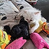 kitten, white_cat, stuffed_toys, plush, blanket, sleepy, cute, pet, animal, toy, soft, feline, indoor, cozy, small, young, resting, colorful, fabric, playful