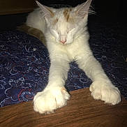Swiper is registered to the contest to win money with this photo: animal, calm, cat, closeup, cute, domestic, feline, fur, indoor, orange, patterned_fabric, paws, pet, quiet, resting, sleeping, stretching, table, white, wood