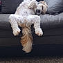 dog, sleeping, couch, fluffy, relaxed, pet, indoor, paws, fur, tail, cozy, home, carpet, resting, animal, cute, companion, domestic, nap, soft