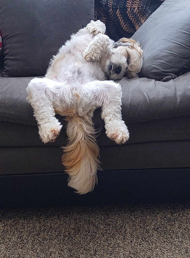 Buster is registered to the contest to win money with this photo: dog, sleeping, couch, fluffy, relaxed, pet, indoor, paws, fur, tail, cozy, home, carpet, resting, animal, cute, companion, domestic, nap, soft