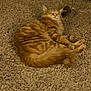 Boo-Boo is registered to the contest to win money with this photo: cat, orange_tabby, carpet, sleeping, pet, feline, fur, whiskers, paws, domestic_animal, cozy, resting, indoor, cute, mammal, animal, laying, furry, relaxed, tabby