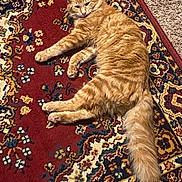 Boo-Boo is registered to the contest to win money with this photo: cat, ginger_cat, fluffy, lying_down, carpet, oriental_rug, patterned_rug, indoor, pet, animal, feline, relaxed, cozy, fur, tail, whiskers, ears, paws, domestic_cat, resting