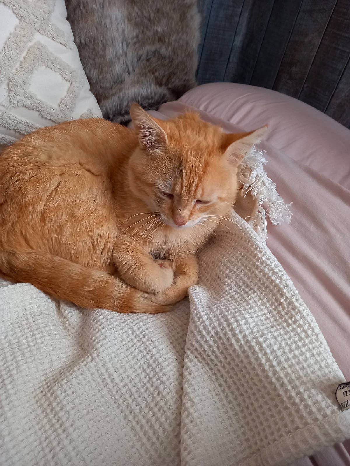 Chacha a rejoint le concours — aidez-le/la à gagner de superbes lots ! bedding, carnivore, cat, cat_supply, claw, comfort, domestic_short_haired_cat, duvet, fawn, felidae, fur, linens, nap, small_to_medium_sized_cats, snout, tail, terrestrial_animal, whiskers, wood, wrinkle