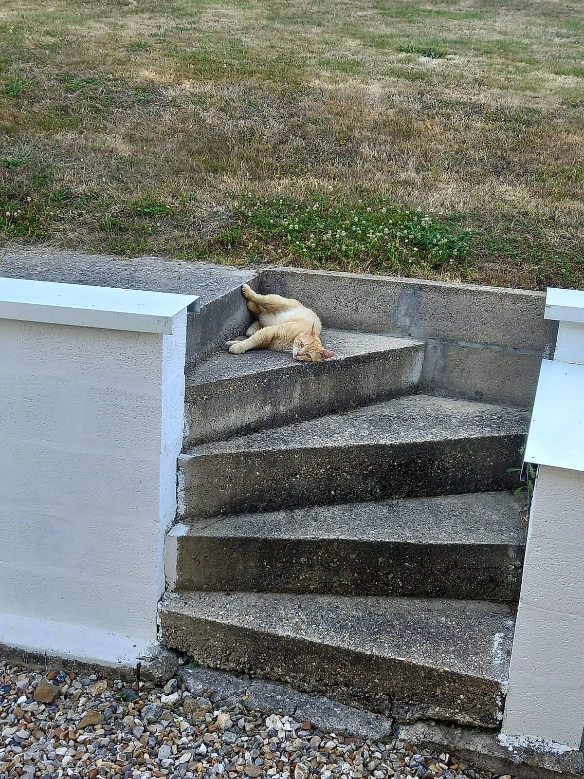 Chacha a rejoint le concours — aidez-le/la à gagner de superbes lots ! art, asphalt, carnivore, concrete, fawn, felidae, grass, grey, landscape, outdoor_furniture, plant, rectangle, road, road_surface, sidewalk, small_to_medium_sized_cats, stairs, tail, vertebrate, wood