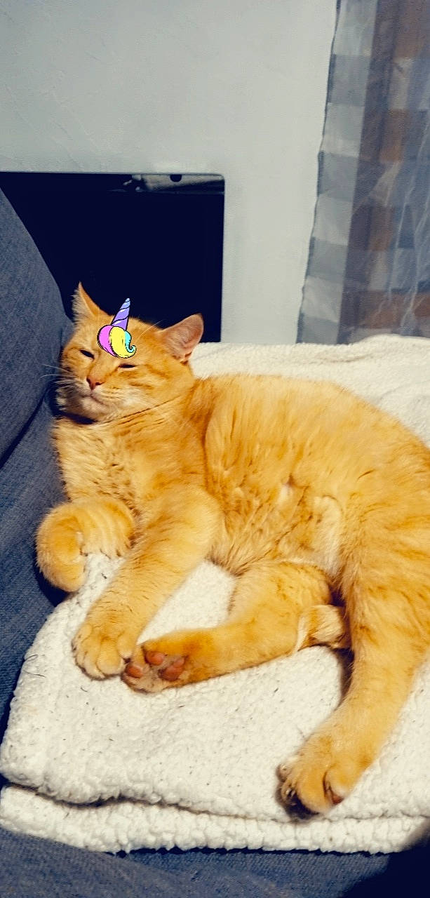 Chacha participe au concours pour gagner de l'argent avec cette photo : bed, carnivore, cat, cat_supply, claw, comfort, domestic_short_haired_cat, fawn, felidae, fur, nap, paw, sitting, small_to_medium_sized_cats, snout, tail, terrestrial_animal, whiskers, wood