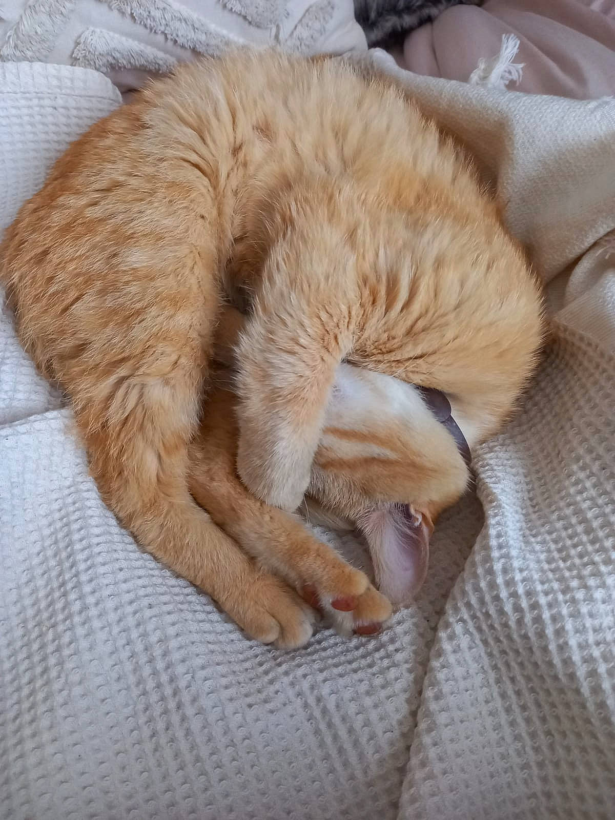 Chacha a rejoint le concours — aidez-le/la à gagner de superbes lots ! carnivore, cat, claw, comfort, domestic_short_haired_cat, fawn, felidae, fur, human_leg, linens, nap, paw, sleep, small_to_medium_sized_cats, snout, sporting_group, tail, terrestrial_animal, whiskers