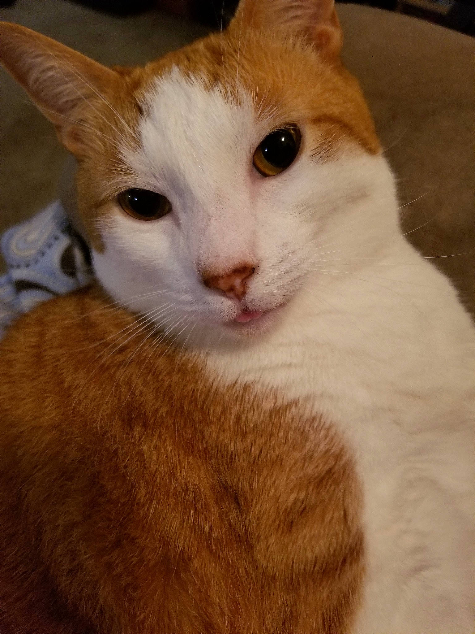 Gabriel joined the competition — help win amazing prizes! aegean_cat, american_wirehair, arabian_mau, carnivore, cat, domestic_short_haired_cat, european_shorthair, eye, fawn, felidae, fur, german_rex, javanese, mammal, small_to_medium_sized_cats, snout, turkish_van, whiskers