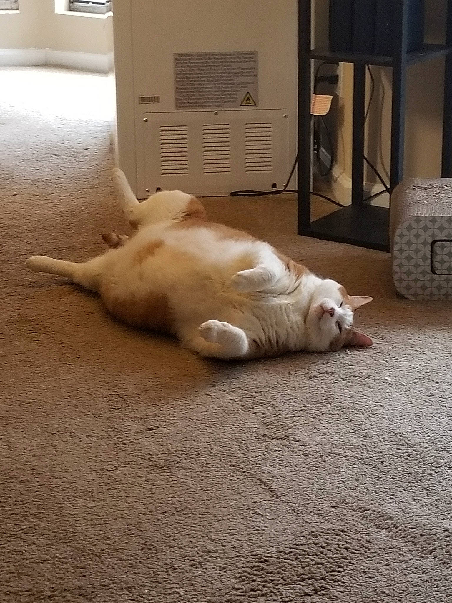 Gabriel joined the competition — help win amazing prizes! canidae, carnivore, cat, fawn, felidae, floor, flooring, paw, sleep, small_to_medium_sized_cats, snout, sporting_group