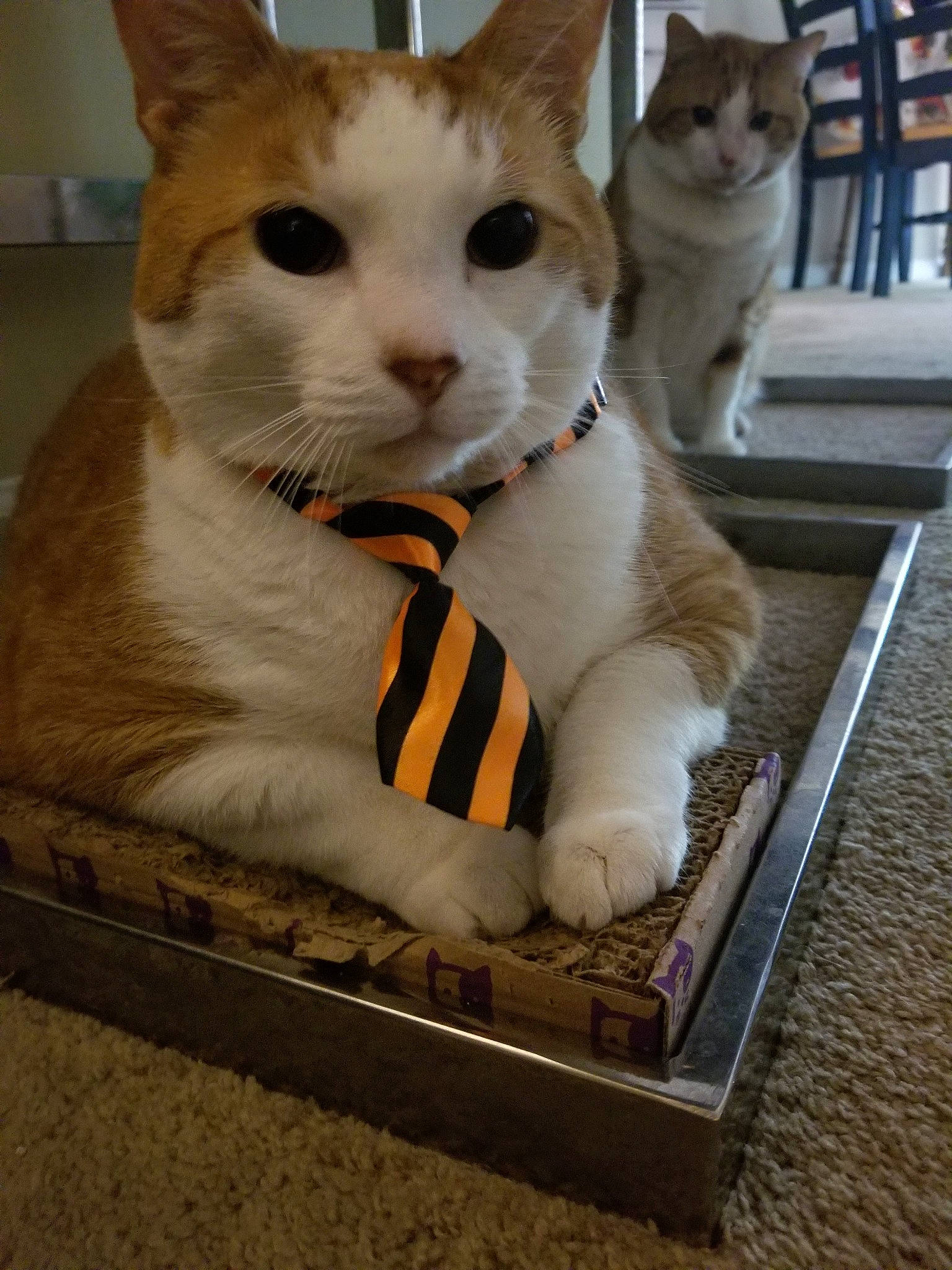 Gabriel is registered to the contest to win money with this photo: aegean_cat, american_wirehair, arabian_mau, asian, carnivore, cat, domestic_short_haired_cat, european_shorthair, felidae, german_rex, kitten, mammal, ojos_azules, paw, polydactyl_cat, small_to_medium_sized_cats, snout, tabby_cat, turkish_van, whiskers