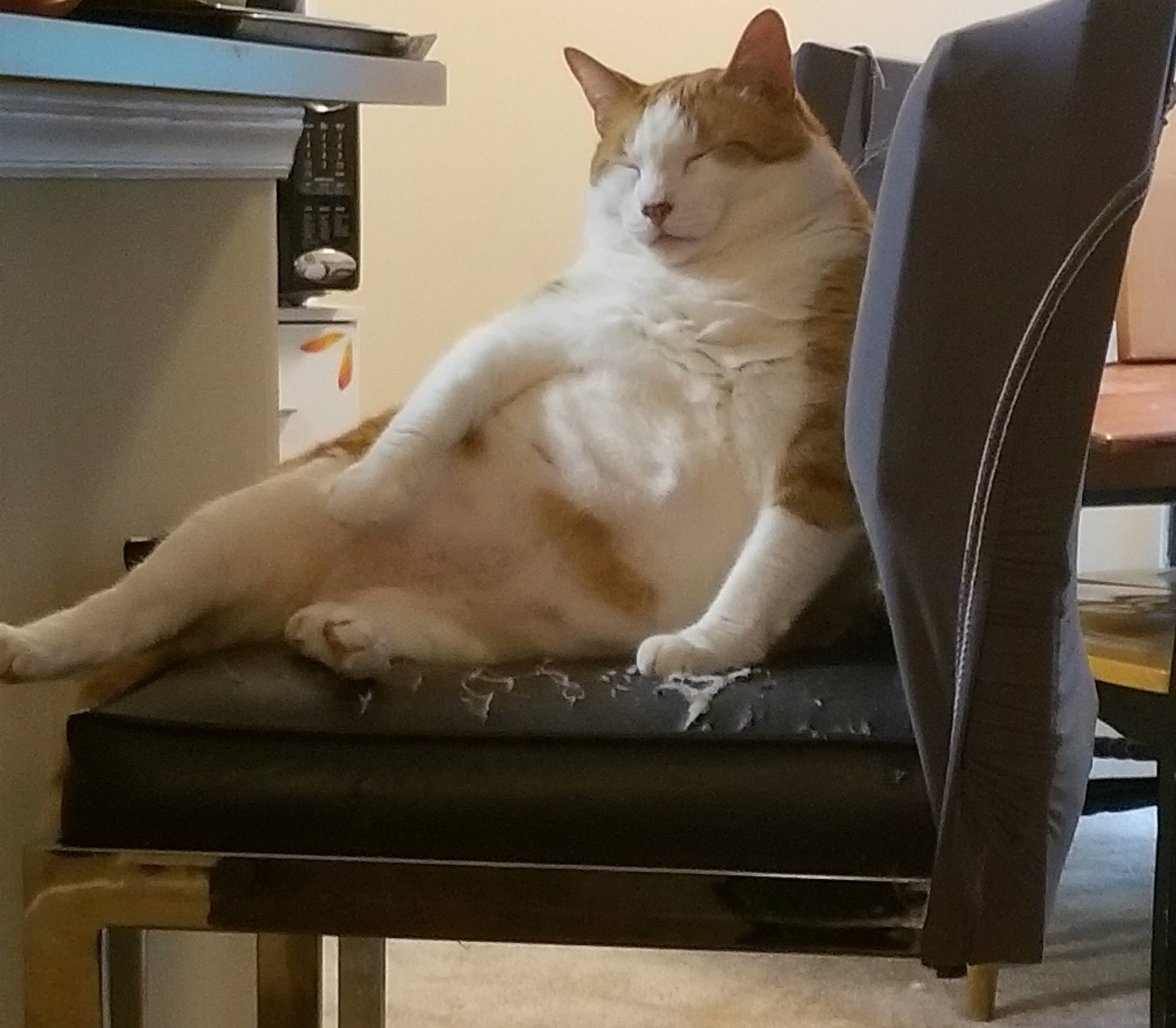 Gabriel joined the competition — help win amazing prizes! aegean_cat, asian, burmilla, carnivore, cat, colorpoint_shorthair, fawn, felidae, furniture, polydactyl_cat, sitting, small_to_medium_sized_cats, tail, tonkinese, turkish_angora, turkish_van, whiskers