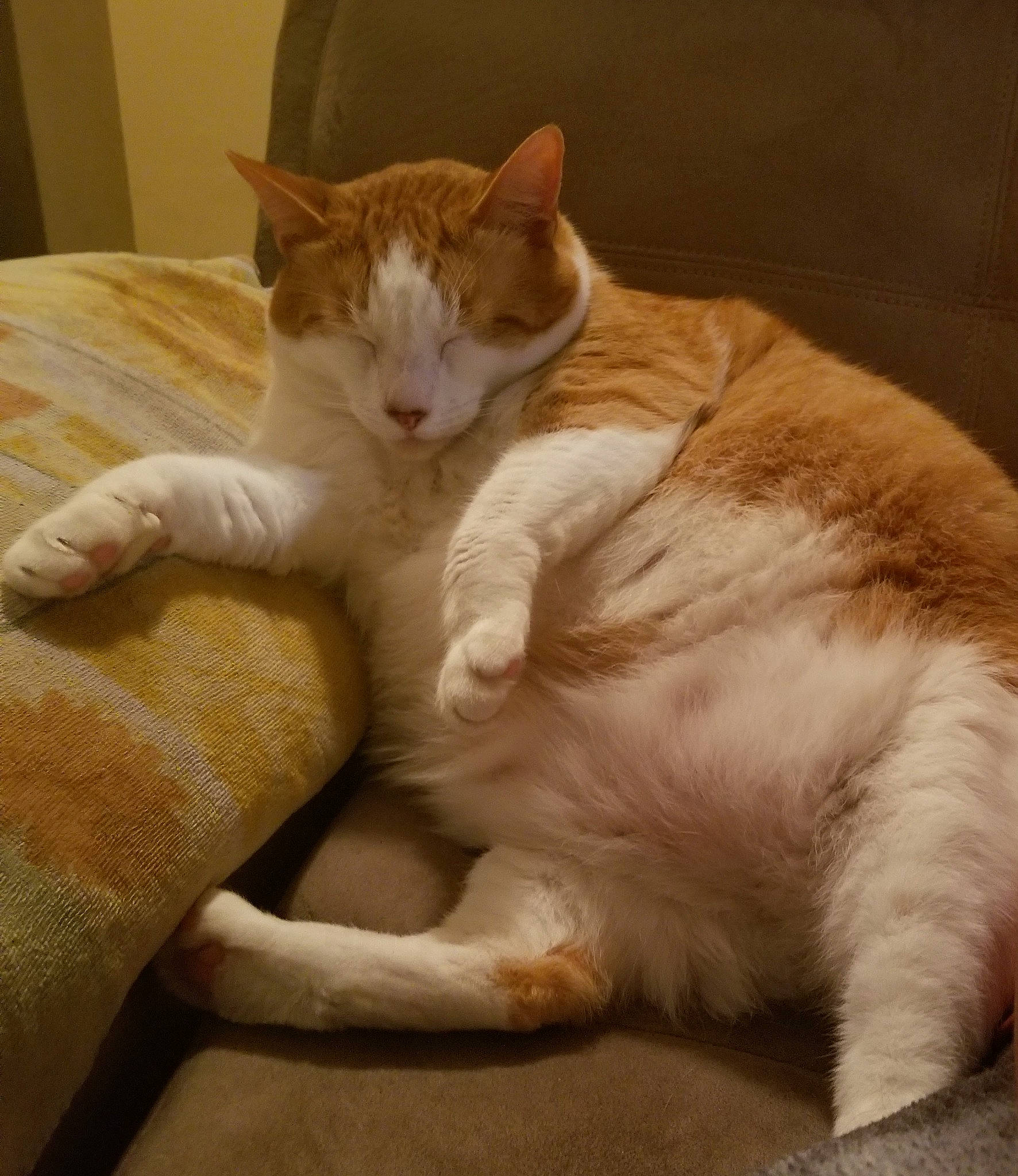 Gabriel joined the competition — help win amazing prizes! aegean_cat, american_wirehair, arabian_mau, asian, carnivore, cat, domestic_short_haired_cat, european_shorthair, fawn, felidae, fur, german_rex, kitten, mammal, paw, polydactyl_cat, singapura, small_to_medium_sized_cats, tail, whiskers