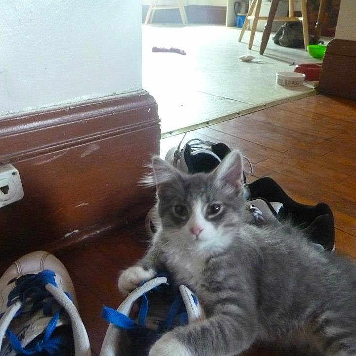 Threed is registered to the contest to win money with this photo: animal, cat, cozy, curious, domestic_cat, floor, furniture, gray_cat, home, indoor, kitten, pet, pet_bowl, playful, shoes, sneakers, wall_outlet, white_cat, wooden_floor, young_cat