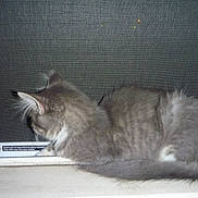 Threed joined the competition — help win amazing prizes! cat, gray_cat, fluffy, windowsill, window_screen, night, indoor, pet, animal, feline, resting, side_view, fur, whiskers, tail, warning_label, quiet, still, domestic_cat, house