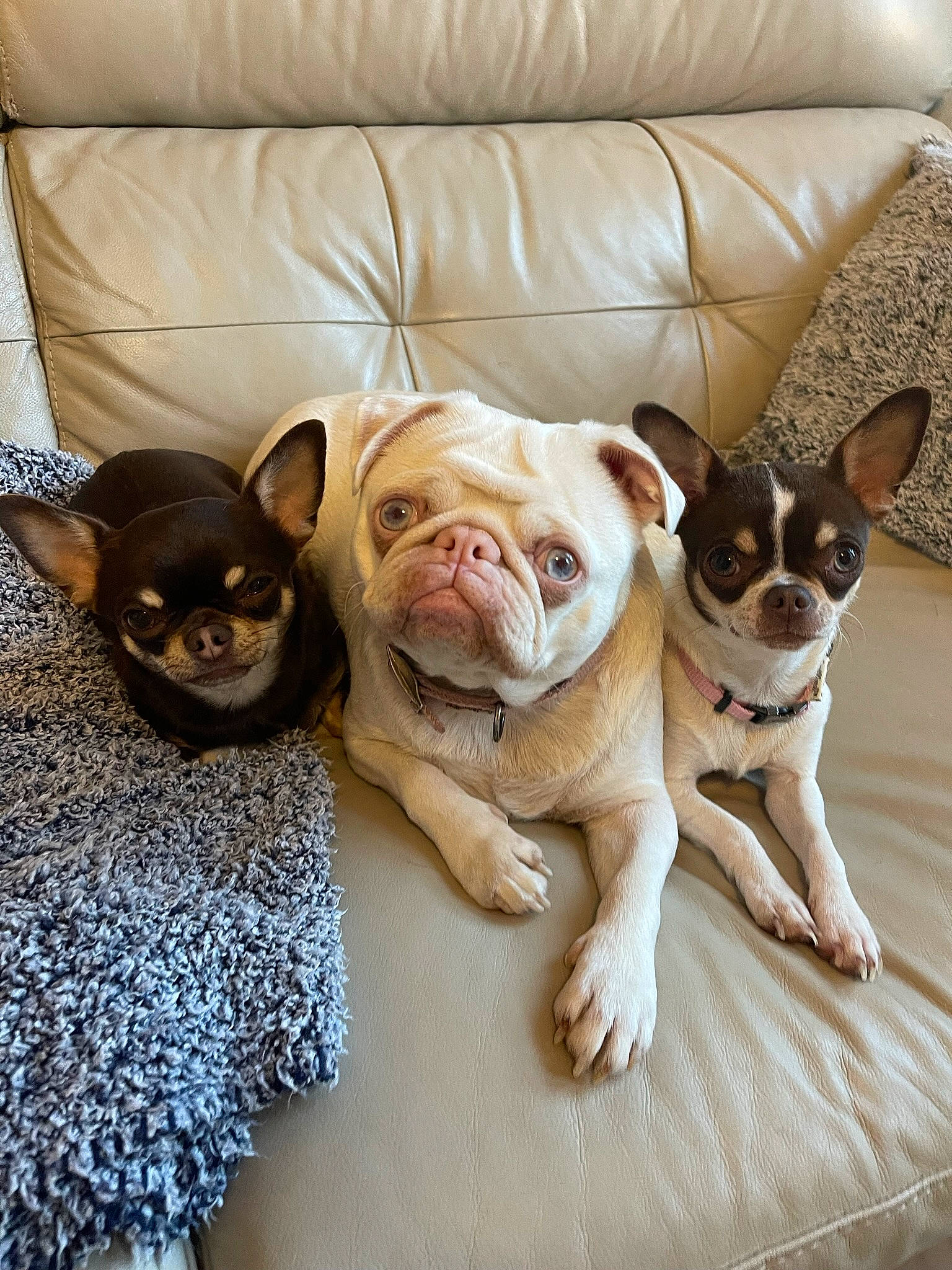 Blossom joined the competition — help win amazing prizes! boston_terrier, canidae, carnivore, comfort, companion_dog, corgi_chihuahua, couch, dog, dog_breed, fawn, linens, non_sporting_group, puppy, snout, sporting_group, terrestrial_animal, toy_dog, vertebrate, whiskers, working_animal