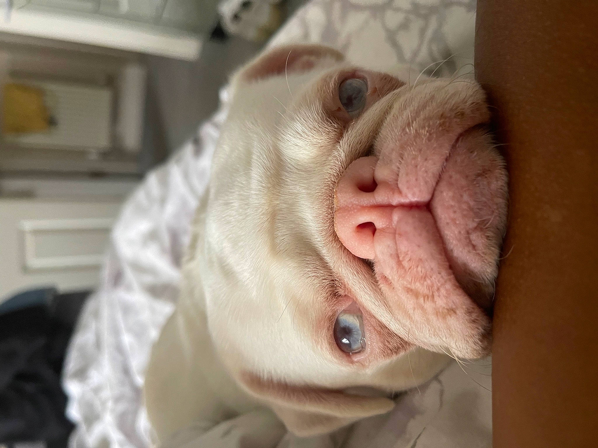 Blossom is registered to the contest to win money with this photo: baby, canidae, child, comfort, ear, eyelash, fawn, flesh, fur, jaw, kitchen_appliance, nail, nose, room, snout, sporting_group, thumb, vertebrate, whiskers, wrinkle