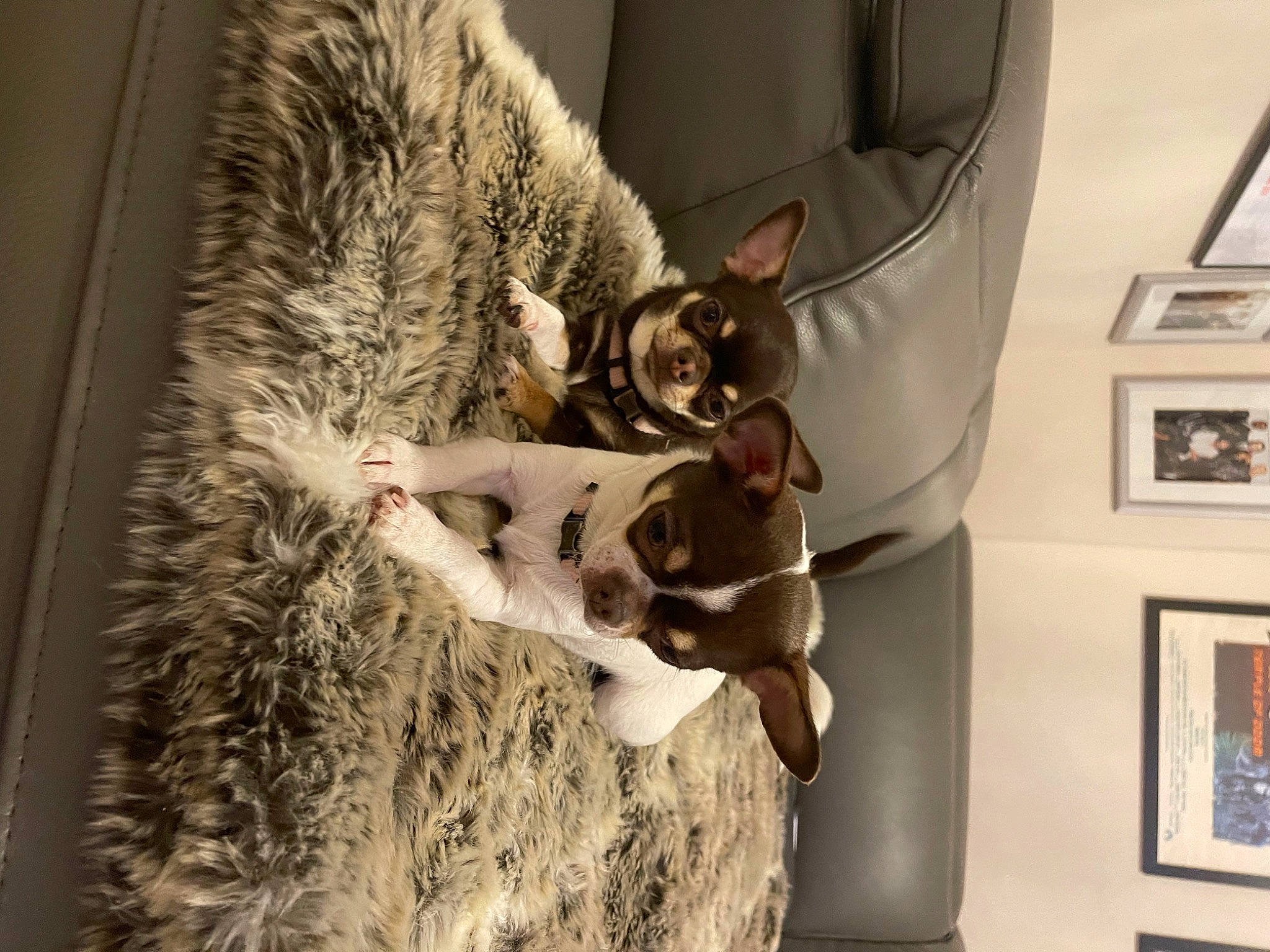 Blossom joined the competition — help win amazing prizes! canidae, carnivore, cat, comfort, companion_dog, couch, dog_breed, domestic_short_haired_cat, fawn, felidae, fur, paw, picture_frame, room, small_to_medium_sized_cats, snout, sporting_group, tail, whiskers, wood