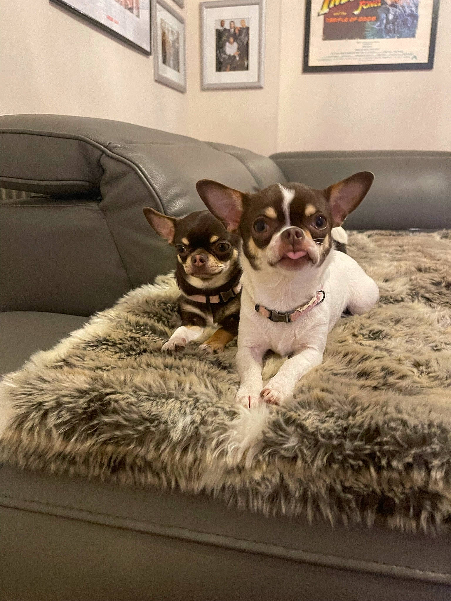 Blossom is registered to the contest to win money with this photo: canidae, carnivore, comfort, companion_dog, couch, dog, dog_breed, fawn, felidae, flooring, fur, interior_design, linens, living_room, picture_frame, room, snout, sporting_group, whiskers, working_animal