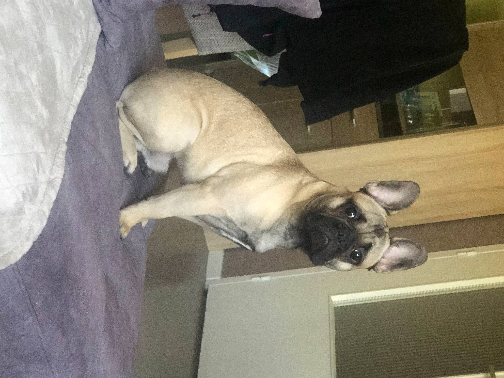 Pablo participe au concours pour gagner de l'argent avec cette photo : canidae, carnivore, comfort, companion_dog, dog, dog_breed, fawn, felidae, flooring, fur, hardwood, nap, pug, siamese, small_to_medium_sized_cats, tail, terrestrial_animal, whiskers, wood, working_animal