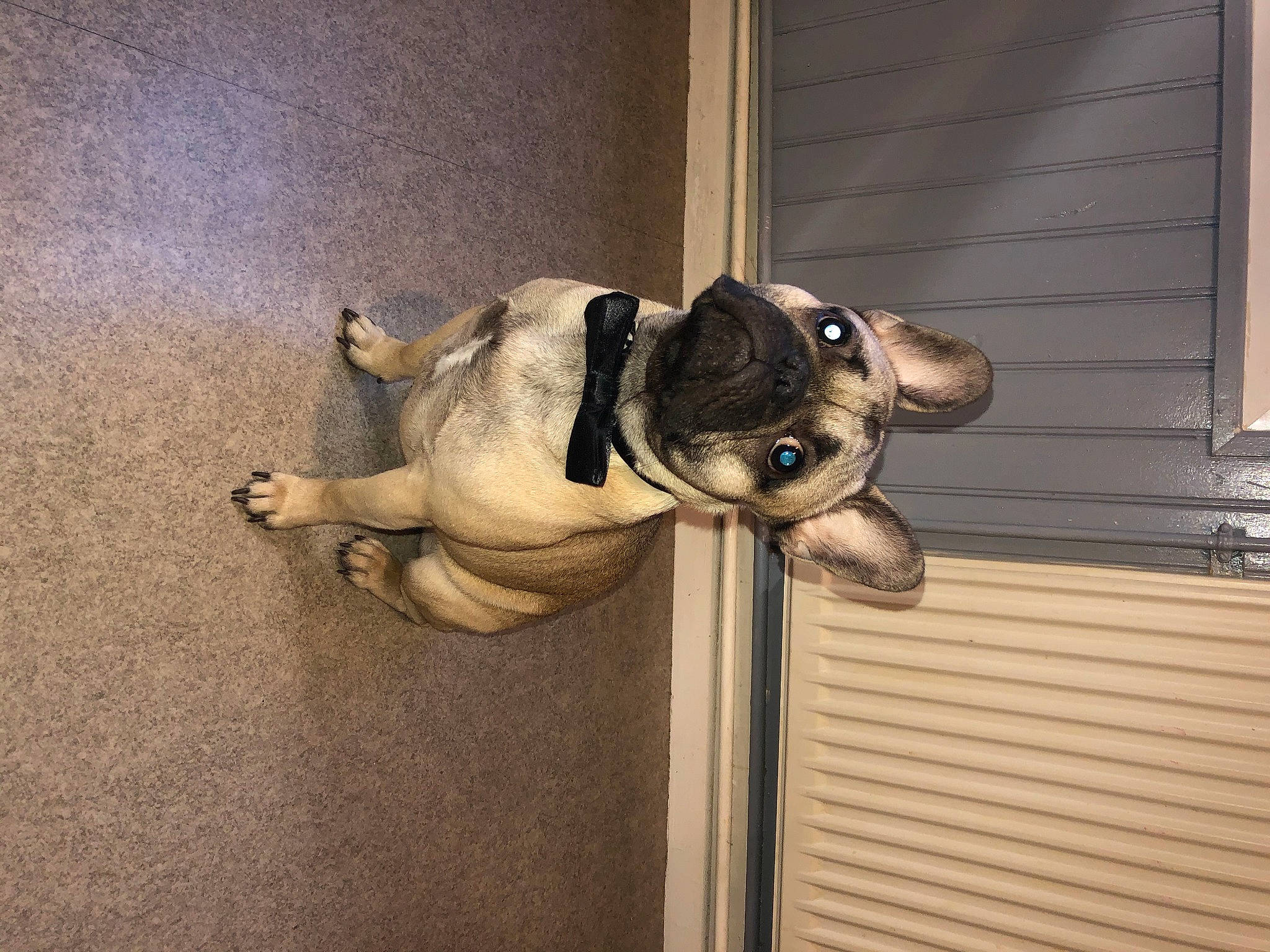 Pablo a rejoint le concours — aidez-le/la à gagner de superbes lots ! canidae, carnivore, comfort, companion_dog, dog, dog_breed, eyewear, fawn, flooring, fur, hardwood, metal, pug, sporting_group, sunglasses, tail, terrestrial_animal, window, wood, working_animal