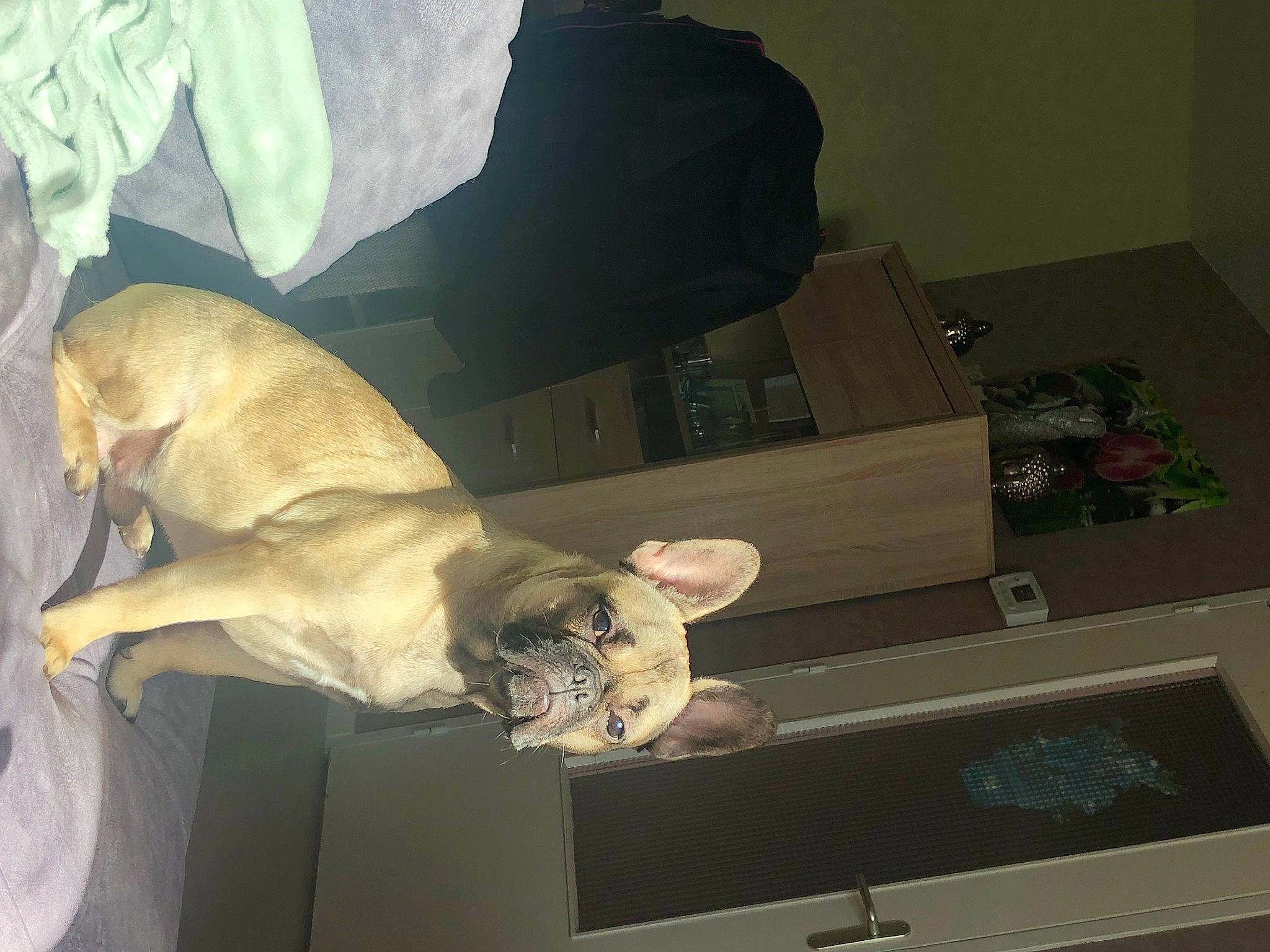 Pablo participe au concours pour gagner de l'argent avec cette photo : canidae, carnivore, cat, comfort, companion_dog, dog, dog_breed, domestic_short_haired_cat, fawn, felidae, fur, guard_dog, pet_supply, room, small_to_medium_sized_cats, snout, sporting_group, tail, toy_dog, whiskers