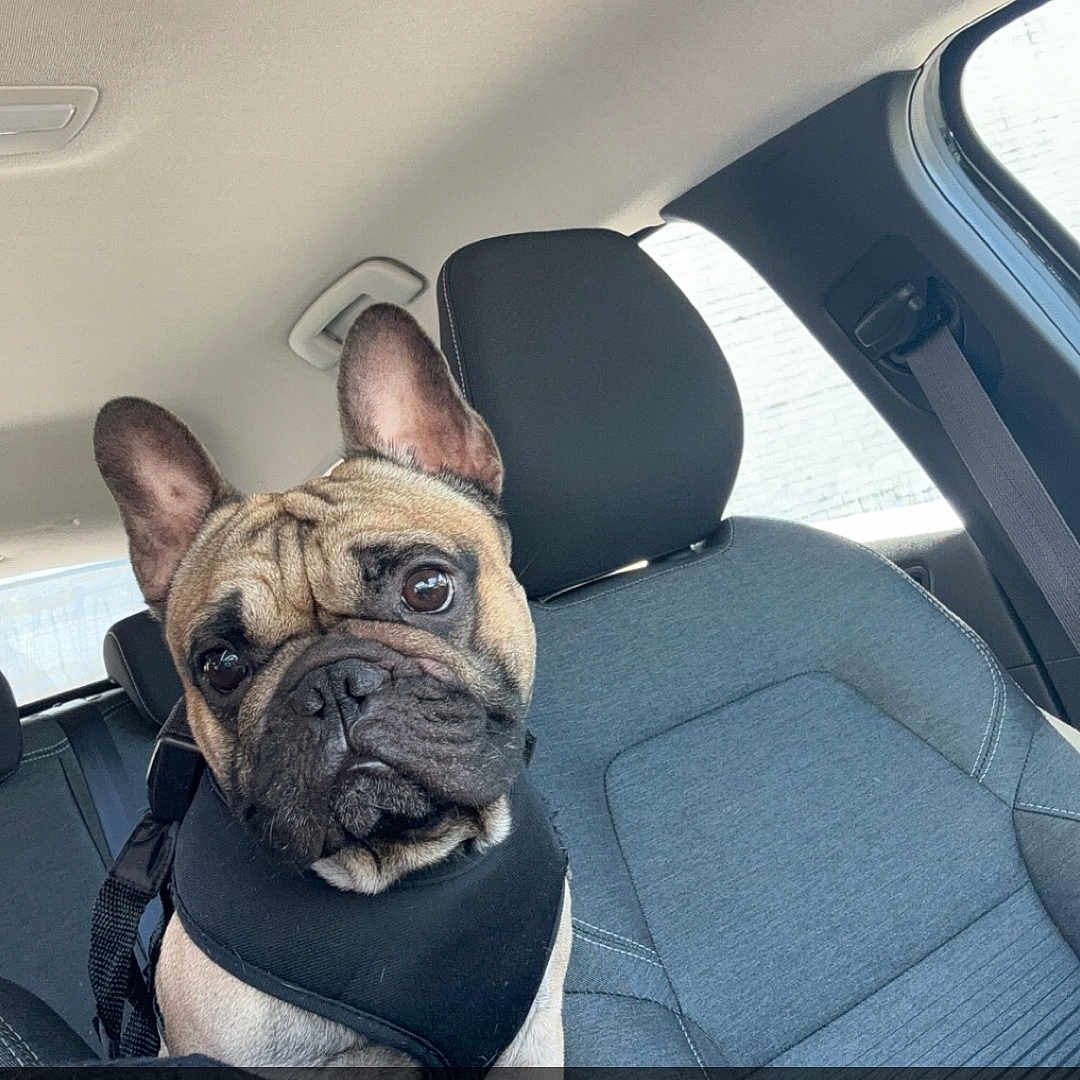 Tiago participe au concours pour gagner de l'argent avec cette photo : accessories, animal, belt, bostonbull, boxer, bulldog, canine, car, cushion, dog, face, frenchbulldog, headrest, homedecor, pet, photography, pug, puppy, transportation, vehicle