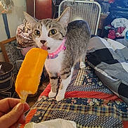 Phoebe Lee is registered to the contest to win money with this photo: cat, tabby_cat, collar, popsicle, hand, bed, quilt, blanket, fan, room, indoor, furniture, clutter, curious, pet, animal, closeup, colorful, pattern, domestic