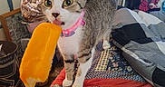 Phoebe Lee is registered to the contest to win money with this photo: animal, bed, blanket, cat, closeup, clutter, collar, colorful, curious, domestic, fan, furniture, hand, indoor, pattern, pet, popsicle, quilt, room, tabby_cat