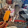 animal, bed, blanket, cat, closeup, clutter, collar, colorful, curious, domestic, fan, furniture, hand, indoor, pattern, pet, popsicle, quilt, room, tabby_cat