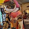 animal_portrait, cat, closeup, costume, curious, cute, decor, domestic_animal, feline, furniture, hand, hat, indoor, laundry_basket, living_room, pet, pink_clothing, tabby, tattoo, television