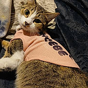 Phoebe Lee Smith is registered to the contest to win money with this photo: animal, bed, big_eyes, blanket, cat, close_up, clothing, cozy, fur, indoor, looking_up, paw, pet, pink_shirt, portrait, relaxed, stripes, tabby_cat, textile, whiskers