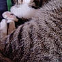 blanket, cat, close_up, cozy, curled_up, domestic, feline, fur, indoor, nap, paw, pet, pink_paws, portrait, relaxed, sleeping, striped, tabby, toes, whiskers