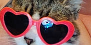 Phoebe Lee Smith is registered to the contest to win money with this photo: cat, heart_shaped_sunglasses, tiara, pet, animal, cute, tabby, whiskers, person_holding, indoor, close_up, accessory, feline, funny, adorable, face, portrait, fashion, glasses, headwear