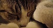 Phoebe Lee Smith is registered to the contest to win money with this photo: blanket, cat, close_up, cozy, cute, eyelids, face, fur, indoor, macro, napping, nose, paws, pet, resting, sleeping, soft_texture, tabby, warm, whiskers