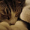 blanket, cat, close_up, cozy, cute, eyelids, face, fur, indoor, macro, napping, nose, paws, pet, resting, sleeping, soft_texture, tabby, warm, whiskers