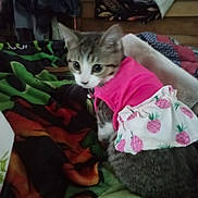 Phoebe Lee Smith is registered to the contest to win money with this photo: kitten, cat, clothing, pink, pineapple, skirt, pet, indoor, blanket, colorful, fur, cute, animal, domestic, small, sitting, looking_back, collar, household, cozy