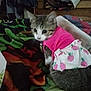 kitten, cat, clothing, pink, pineapple, skirt, pet, indoor, blanket, colorful, fur, cute, animal, domestic, small, sitting, looking_back, collar, household, cozy