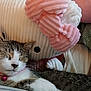 adorable, bell, cat, closeup, collar, companion, cozy, cuddle, cute, fur, indoor, pet, pink_bow, plush_toy, relaxation, resting, sleeping, soft_texture, tabby, whiskers