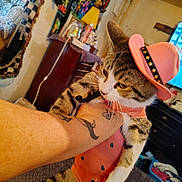 Phoebe Lee Smith joined the competition — help win amazing prizes! animal, arm, blanket, cabinet, cat, costume, cute, decor, funny, furniture, holding, indoor, pet, pink_hat, pink_outfit, portrait, tabby_cat, tattoo, television, wall_hanging