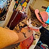 animal, arm, blanket, cabinet, cat, costume, cute, decor, funny, furniture, holding, indoor, pet, pink_hat, pink_outfit, portrait, tabby_cat, tattoo, television, wall_hanging
