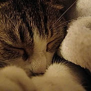 Phoebe Lee Smith is registered to the contest to win money with this photo: animal, blanket, cat, close_up, cozy, cute, domestic_cat, fur, furry, indoor, mammal, peaceful, pet, relaxing, resting, sleeping, snuggle, soft, warm, whiskers