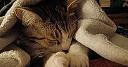 Phoebe Lee Smith is registered to the contest to win money with this photo: animal, bed, blanket, cat, closeup, cozy, domestic_cat, feline, fur, indoor, nap, paws, pet, relaxed, sleeping, soft, striped, tabby, towel, whiskers